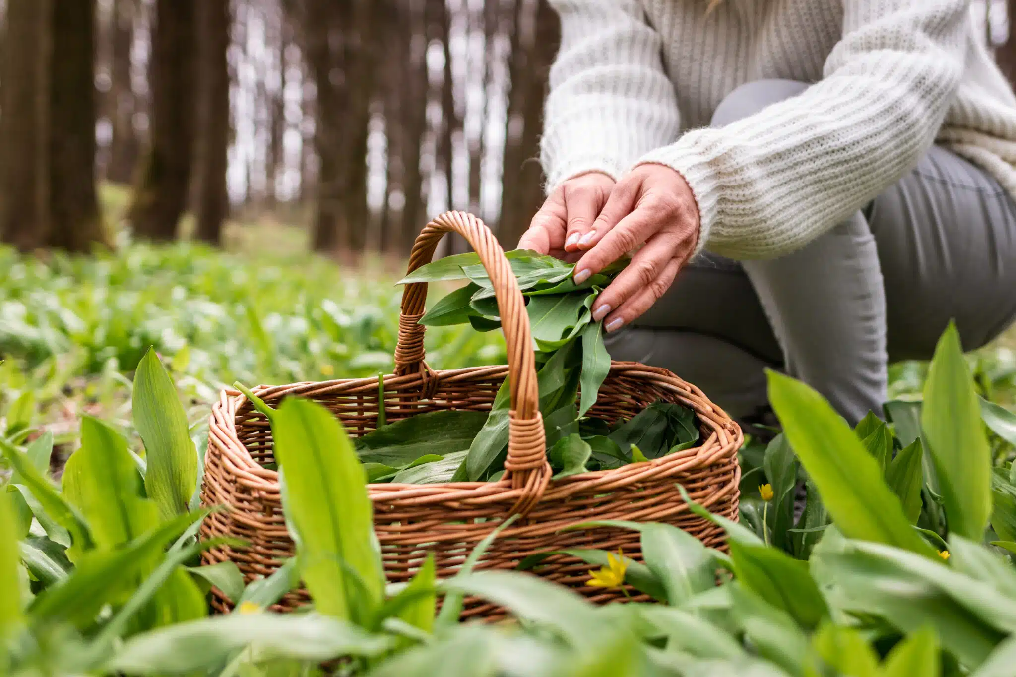 cueillette-de-feuilles-dail-sauvage-dans-un-panier-en-osier-ramasser-de-lail-des-ours-dans-un-bois-scaled.jpg