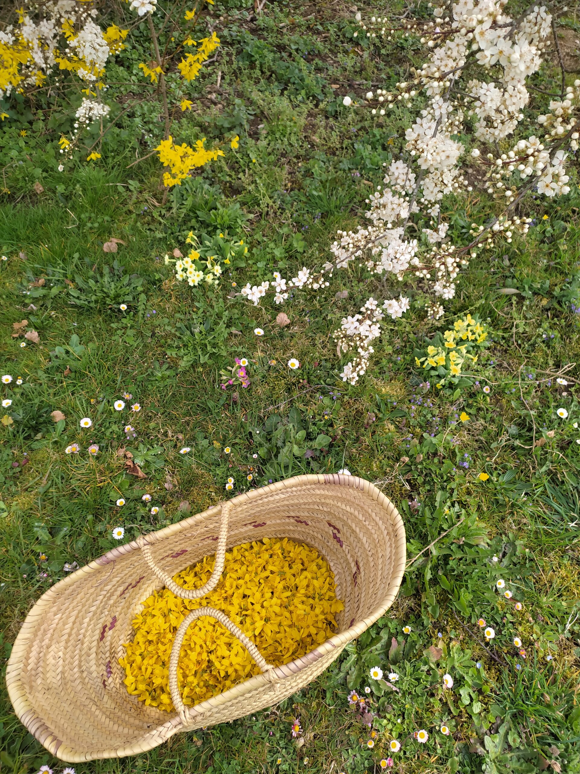 cueillette du forsythia