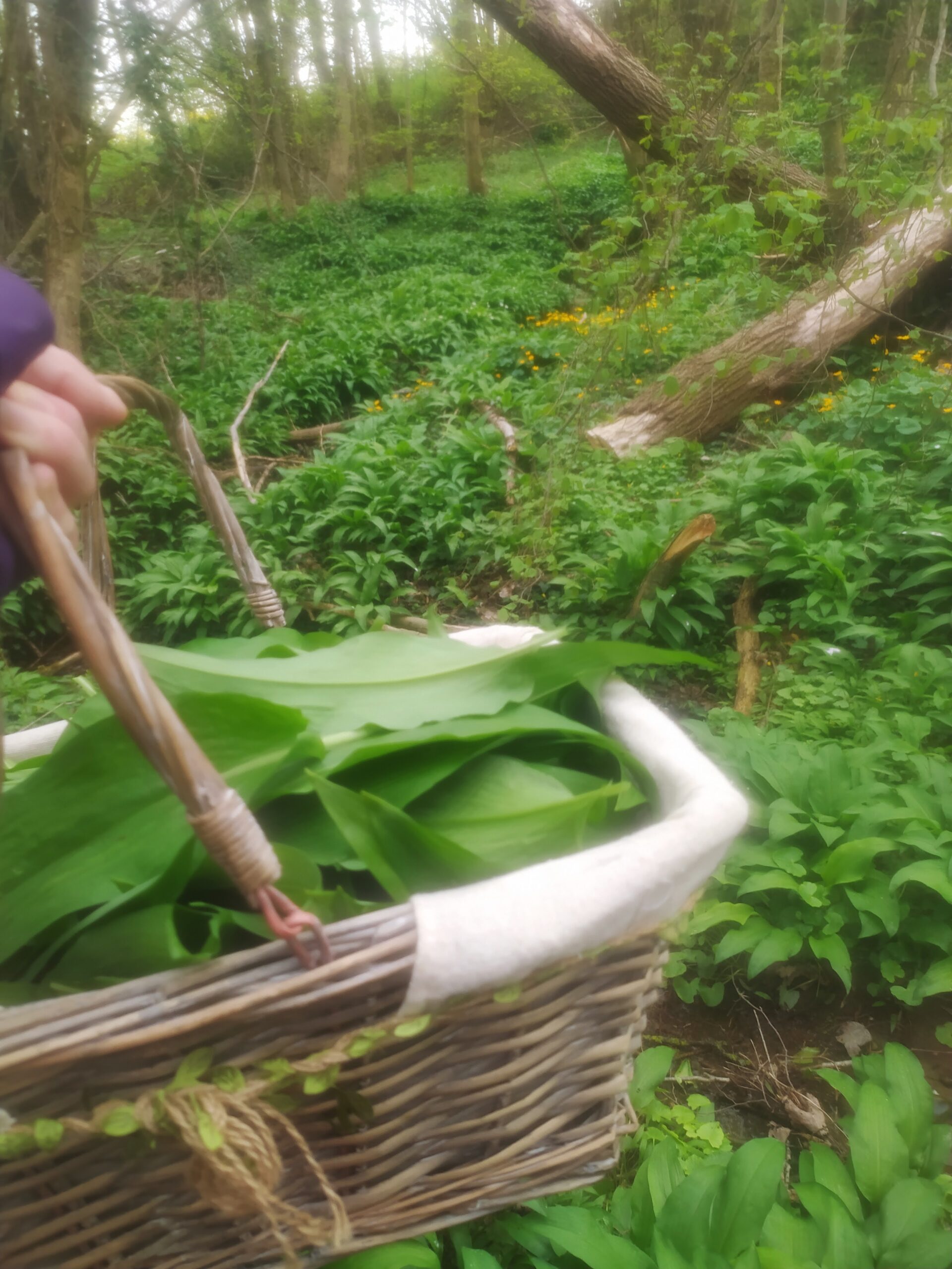 Récolte de plantes au Jardin des Merveilles, lors d’une balade‑cueillette.