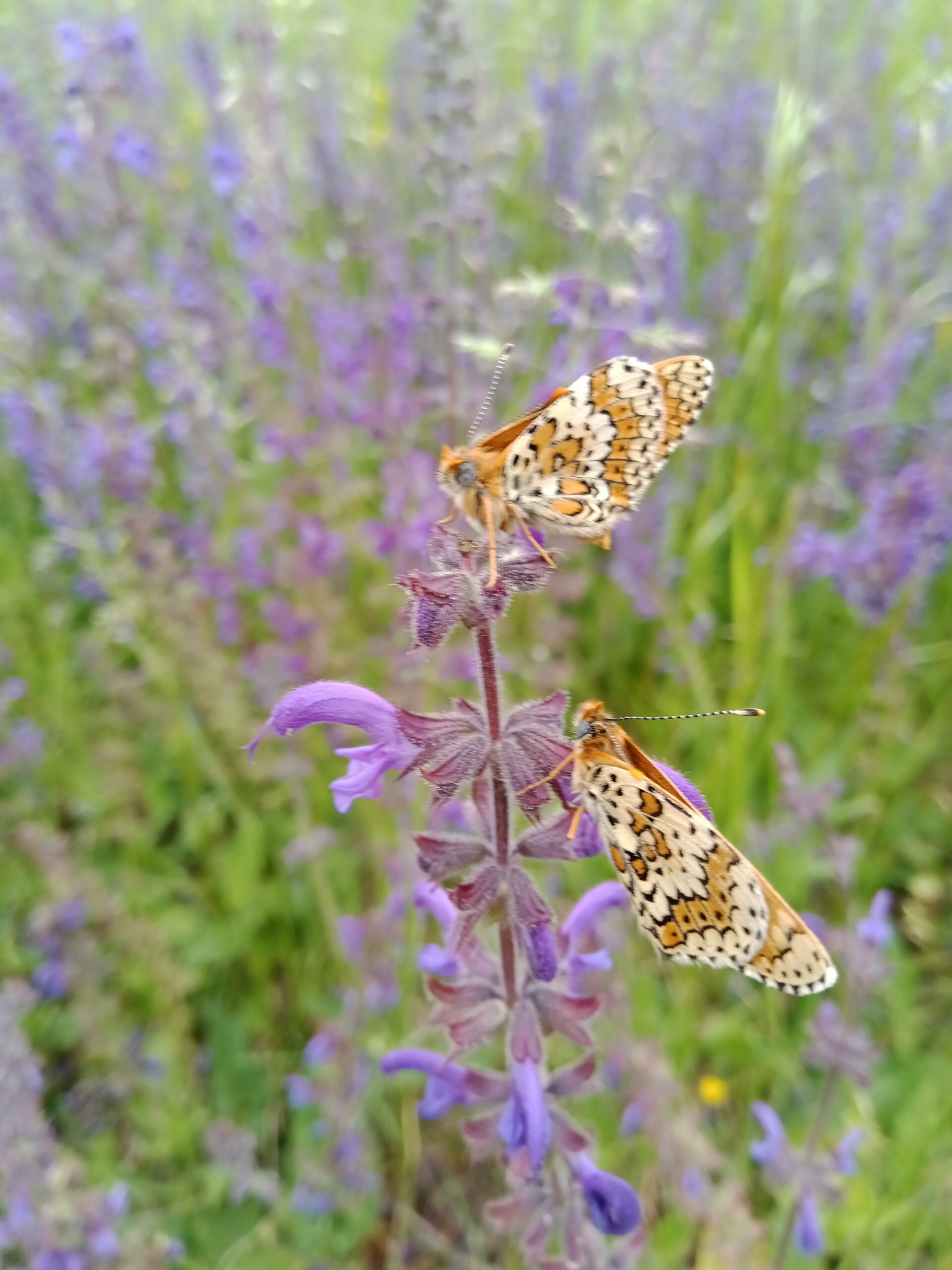 papillons butinent fleurs de sauge des prés biodiversité