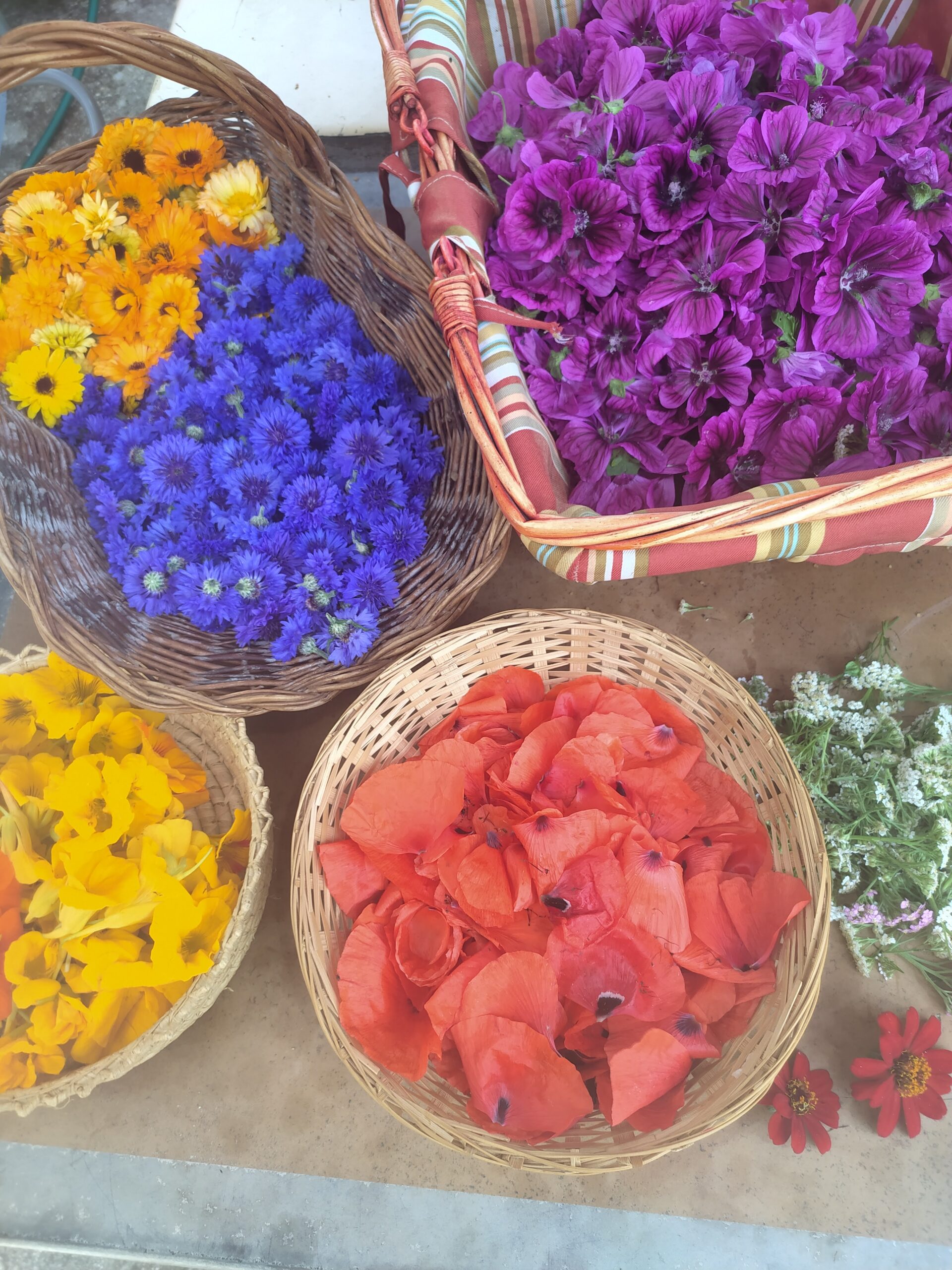 fleurs cueillies au jardin des merveilles à Sérézin-de-la-Tour