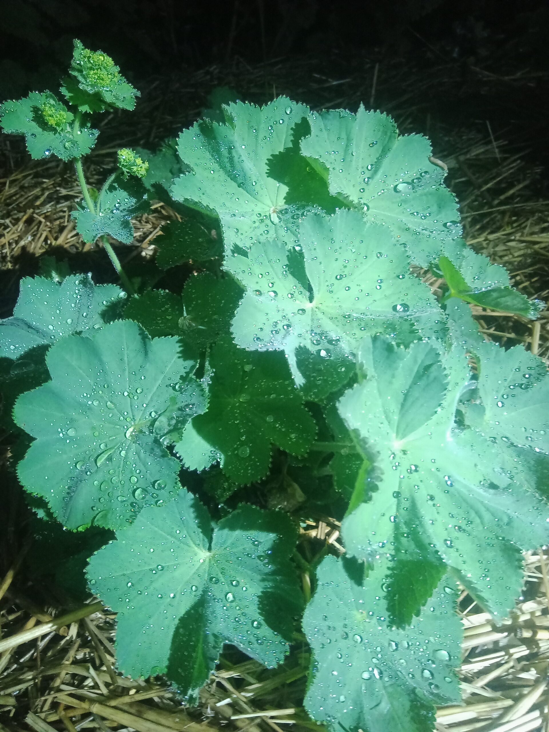 Alchémille au Jardin des Merveilles Isère