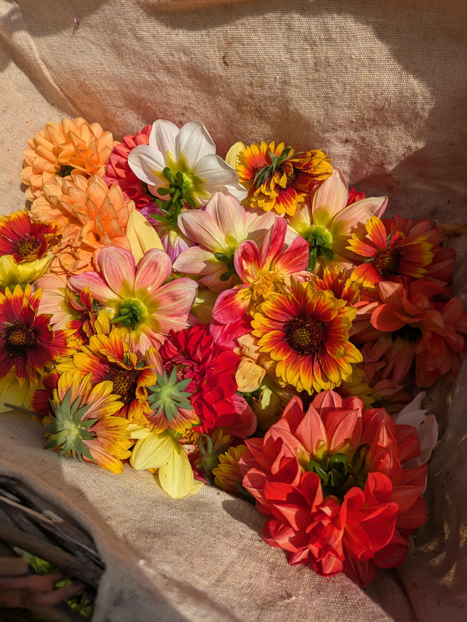 Fleurs et plantes récoltées au Jardin des Merveilles, jardin pédagogique de plantes médicinales et comestibles en Isère.