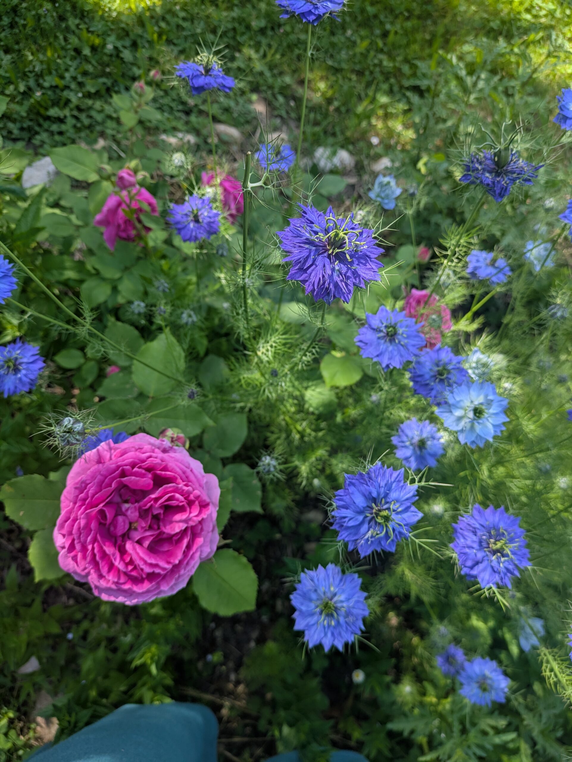 Massif de fleurs et plantes mellifères au Jardin des Merveilles.